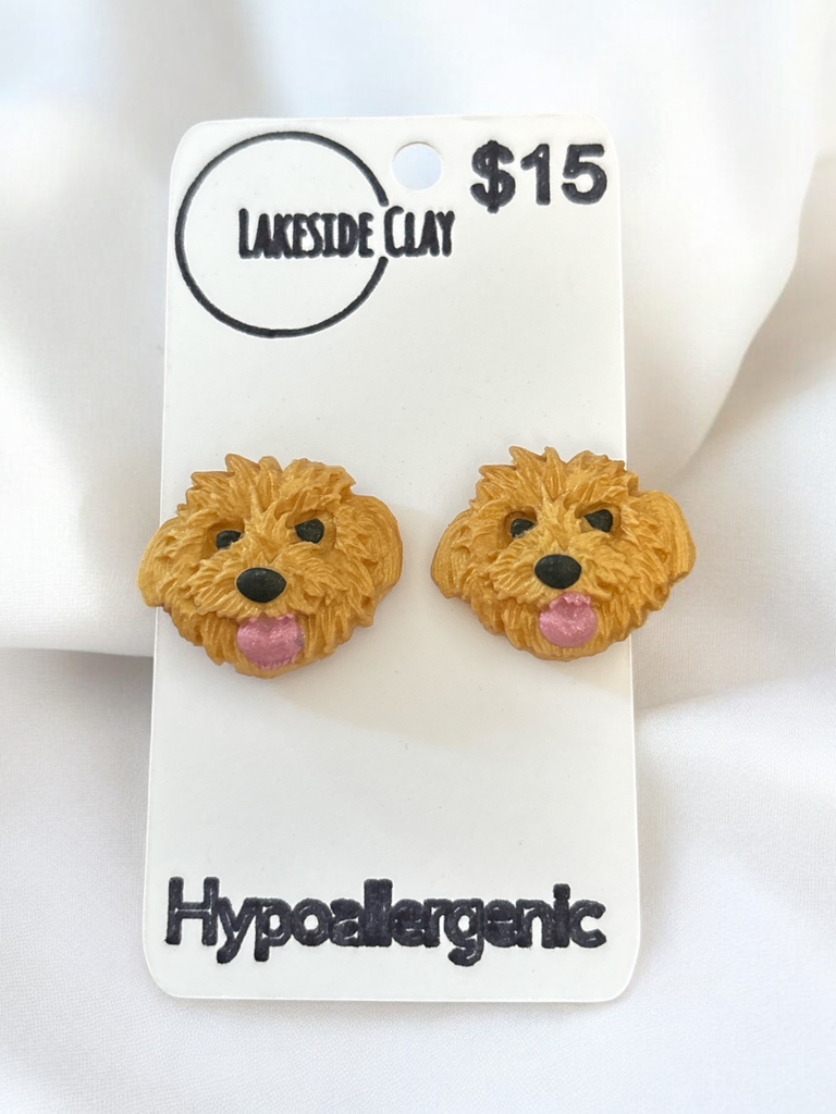 Gold Shihtzu / Terrier Studs